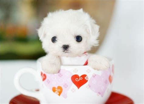 茶杯犬是怎么培育出来的 茶杯犬是怎么做出来的狗狗品种_小可爱宠物网