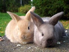 Image result for Baby Bunnies Wallpaper