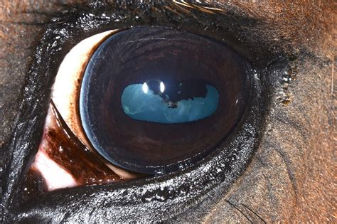Survey of ocular abnormalities in draft horses - Sheridan - 2023 ...