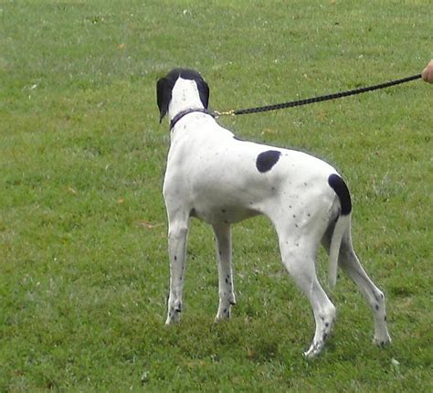 Pointer Dog in Action 的图像结果