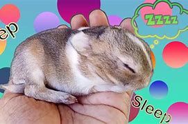 Image result for Wild Baby Rabbits Nest