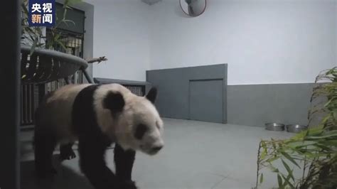 “丫丫”回到北京动物园！一到家就被竹子包围