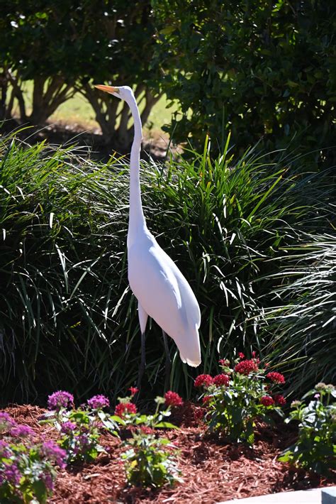 Course Details | Cove Cay Golf