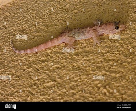 Mediterranean House Gecko (Hemidactylus turcicus Stock Photo - Alamy