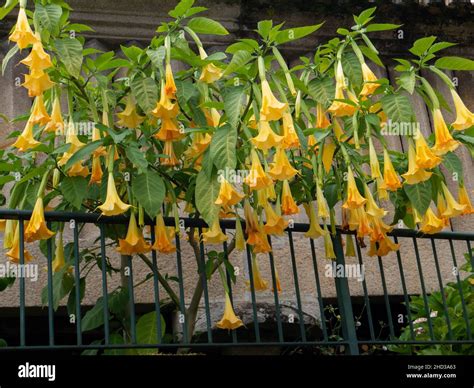 Brugmansia or angel's trumpets plant with bright yellow, pendulous ...