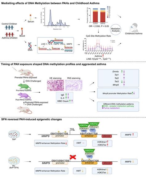 Epigenetic Alterations in PAH-Induced Childhood Asthma: An Intervention ...