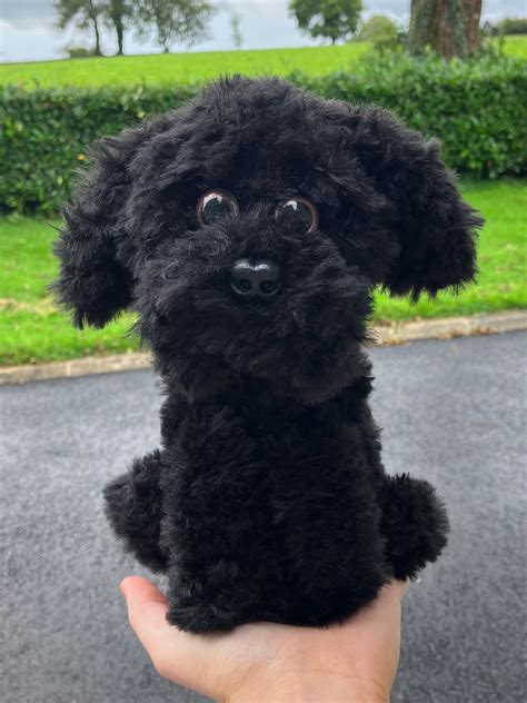 Image result for Cockapoo Teddy Cut