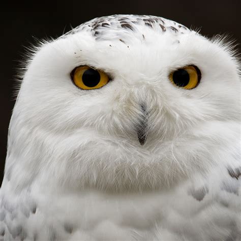 Snow Owl Wallpapers - Wallpaper Cave