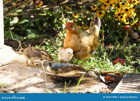 Domestic Poultry Farm. Young Hens and Chickens in the Fields. Domestic ...