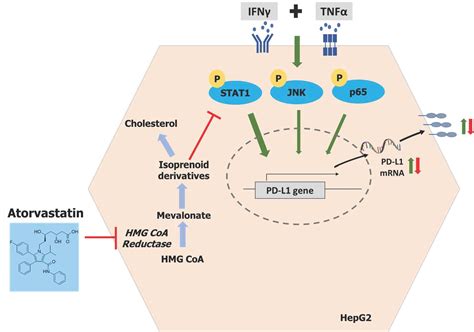 Atorvastatin Attenuates Programmed Death Ligand-1 (PD-L1) Induction in ...