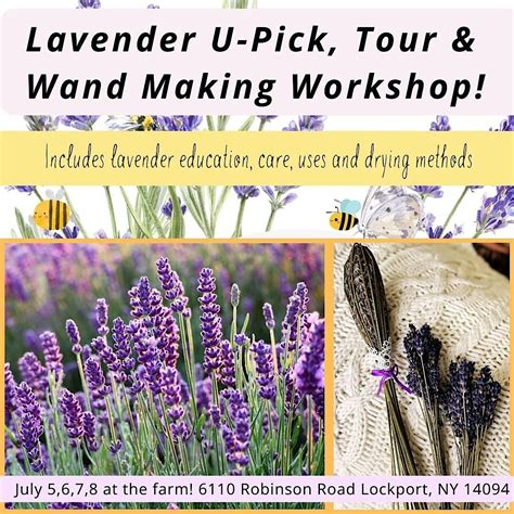 Lavender Days! U-Pick lavender, Tour, Education & Lavender Wand Making ...
