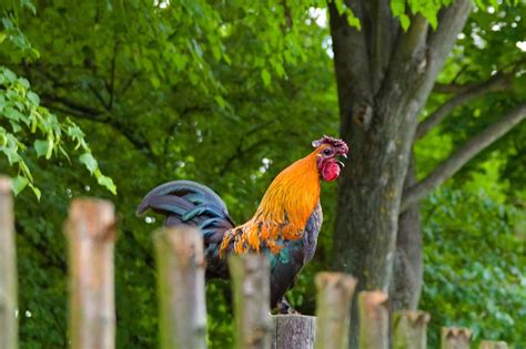 Why Do Roosters Crow? 6 Main Reasons for Crowing