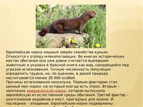 Презентация в рамках Недели Экологии "Животные Красной книги. Норка".