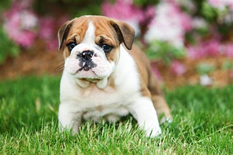 How To Breed Mini English Bulldog