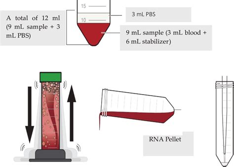 Isolation of RNA From Bacteria 的图像结果