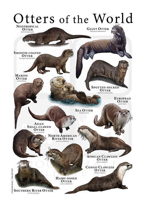 Otters of the World Poster / Field Guide - SIGNED BY ARTIST! - Etsy ...