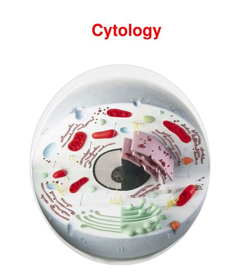 PPT - Cytology PowerPoint Presentation, free download - ID:1952438