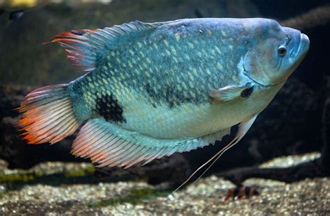 Types Of Climbing Gourami at Edward Criss blog
