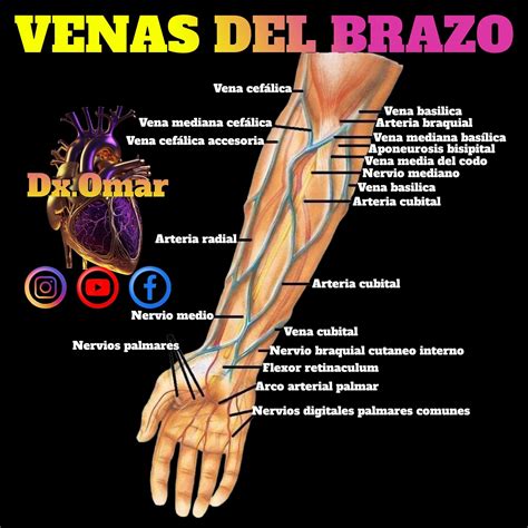 Anatomía Venosa Del Brazo Flebotomía