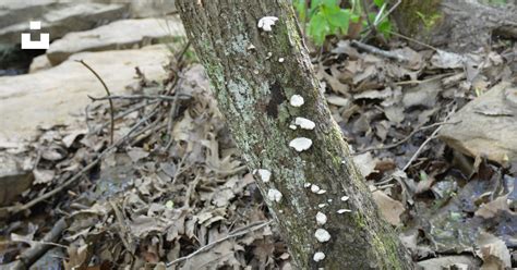 Image result for Tree Trunk White Rot