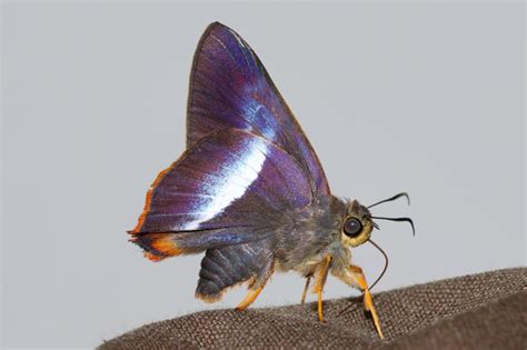 Bibasis sena sena | Butterfly