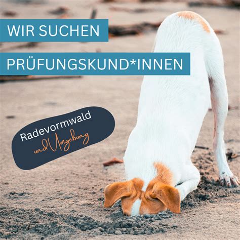 Wir suchen Prüfungskund*innen! - KynoLogisch