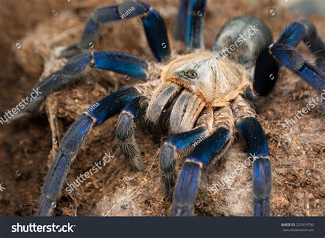 Cobalt Tarantulas