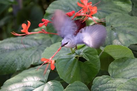 Close-up of red flowering plant | Premium Photo