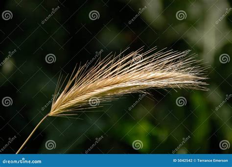 Sowing Wild Oats stock photo. Image of focus, concept - 5042542