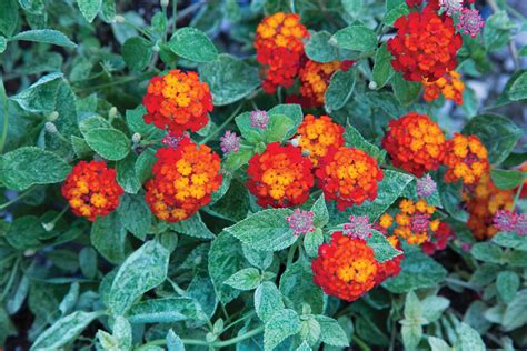 Feeling the heat try these drought tolerant plants in your garden now ...