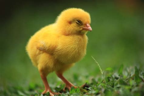 Yellow | Pets 3, Baby animals, Animals