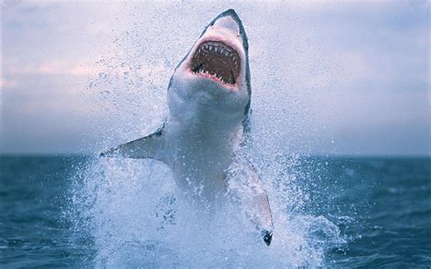 新州近海惊现鲨鱼 突然跃出海面吓坏游客 - 0061澳洲制造