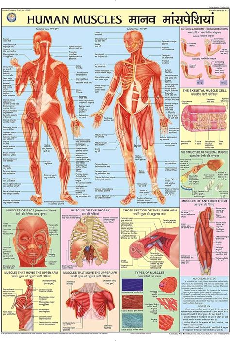 HPM02 | TeachingNest | Human Muscles Chart 70x100 cm | English & Hindi ...
