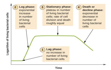 Image result for Exponential Phase Graph