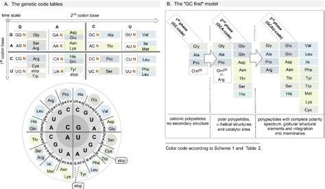 How to Read Genetic Code Table 的图像结果