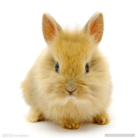 兔子高清图片摄影图__家禽家畜_生物世界_摄影图库_昵图网nipic.com