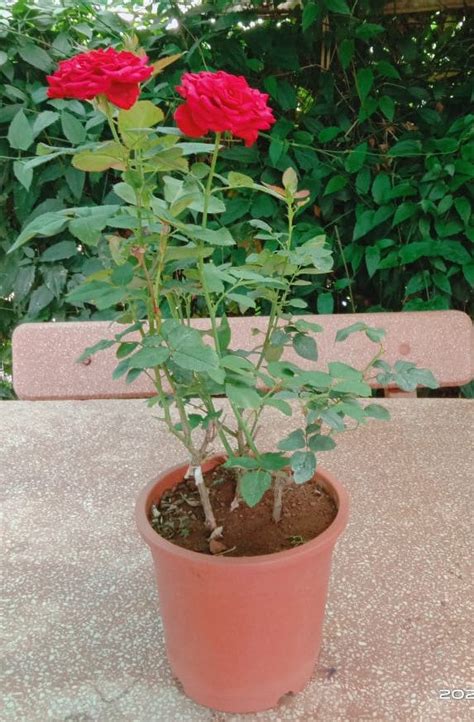 Pink Rose Live Potted Plant – Trikaya Online Store