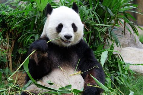 【招聘】招聘大熊猫饲养员，栾川竹海野生动物园邀您加入 - 竹海野生动物园
