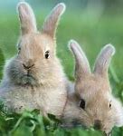 Image result for Weaning Rabbits