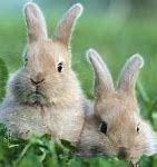 Image result for Raising Rabbits Outside