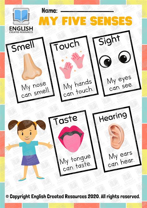The Five Senses Worksheets