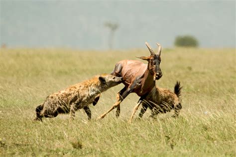 Hyena & Topi – Paws Trails Magazine | Wildlife | Nature | Conservation ...