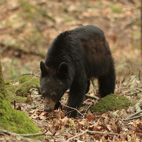 Mange'y Black Bear | Noisy shot of bear with mange | Hammerchewer | Flickr