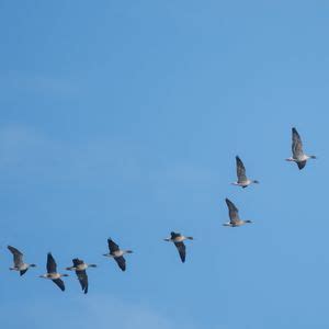 Sunrise Goose Walk at RSPB Loch Lomond, RSPB Loch Lomond, Alexandria, 7 ...