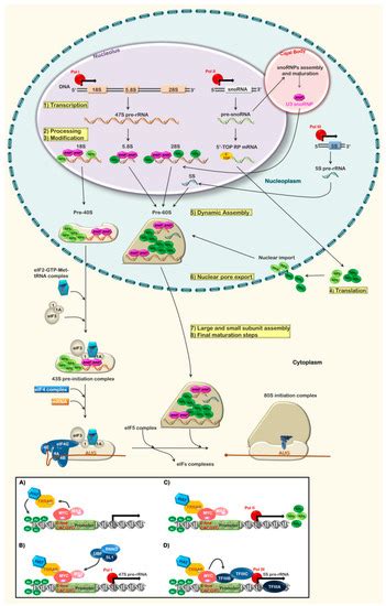 IJMS | Special Issue : Structure, Function and Evolution of the Ribosome