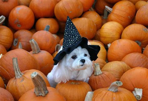 Halloween Dog Wallpapers - Top Free Halloween Dog Backgrounds ...
