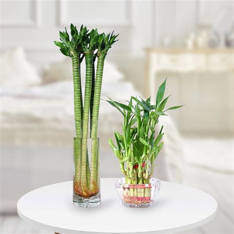 UGALOO® 30 cm Lotus Bamboo (5 Sticks) amd 2 Layer Bamboo Live Plants ...