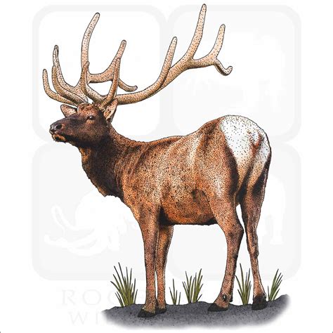 Rocky Mountain Elk Logo Rocky Mountain Elk Royalty Free Images, Stock