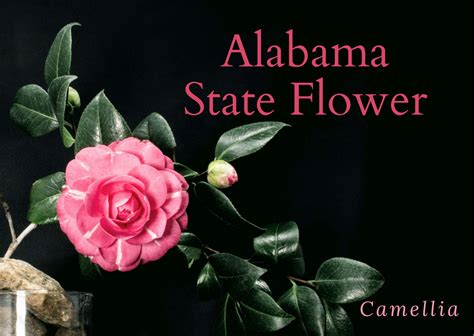 The Alabama State Flower: Camellia | SnapBlooms