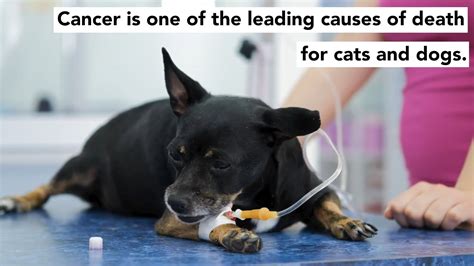 Cancer Warning Signs | Animal Wellness Magazine